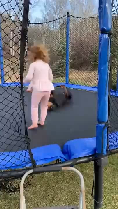 Dog enjoys trampoline time with toddler..