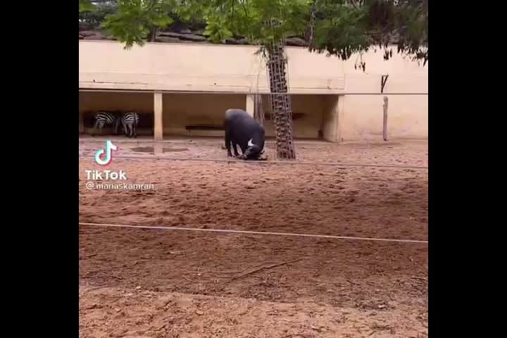 Buffalo flipping over a turtle