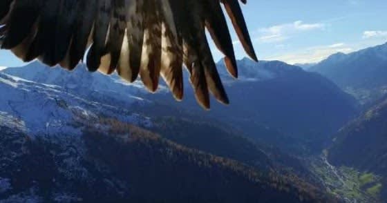 Close Giant Bird Encounter in Colorado