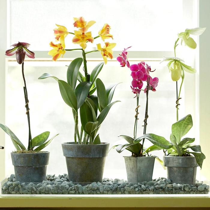 How to Water Your Orchids to Inspire Beautiful Blooms