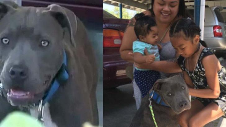 Pit Bull Drags Baby By Diaper From Burning House Saving Whole Family -