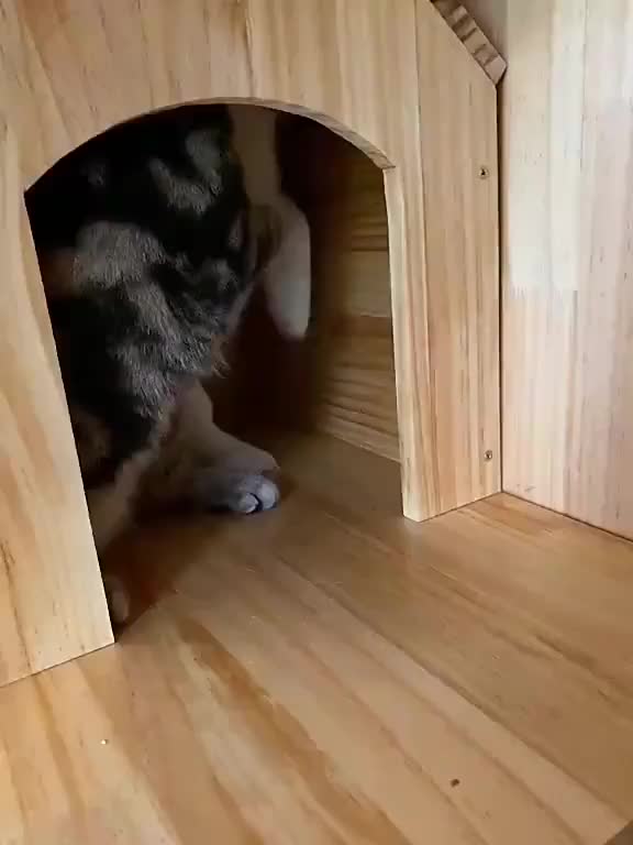 To escape kitty's house