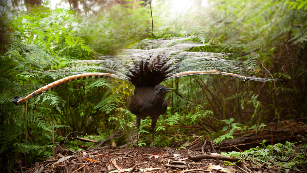 A single male lyrebird can mimic the sound of an entire flock