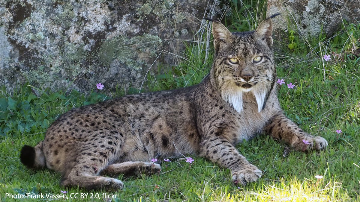 It’s time for Caturday! Meet the Iberian lynx. It lives in Mediterranean forests, woodlands, & scrubland in parts of Spain & Portugal. The endangered wild cat came close to extinction when the population of its prey, the European rabbit, nearly collapsed in the 20th century.