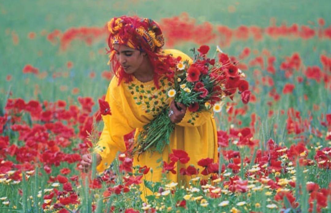 Woman collecting flowers in the High Atlas, Morocco (1990).