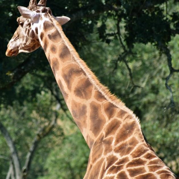 Giraffes and Zoo Keeper Recruitment
