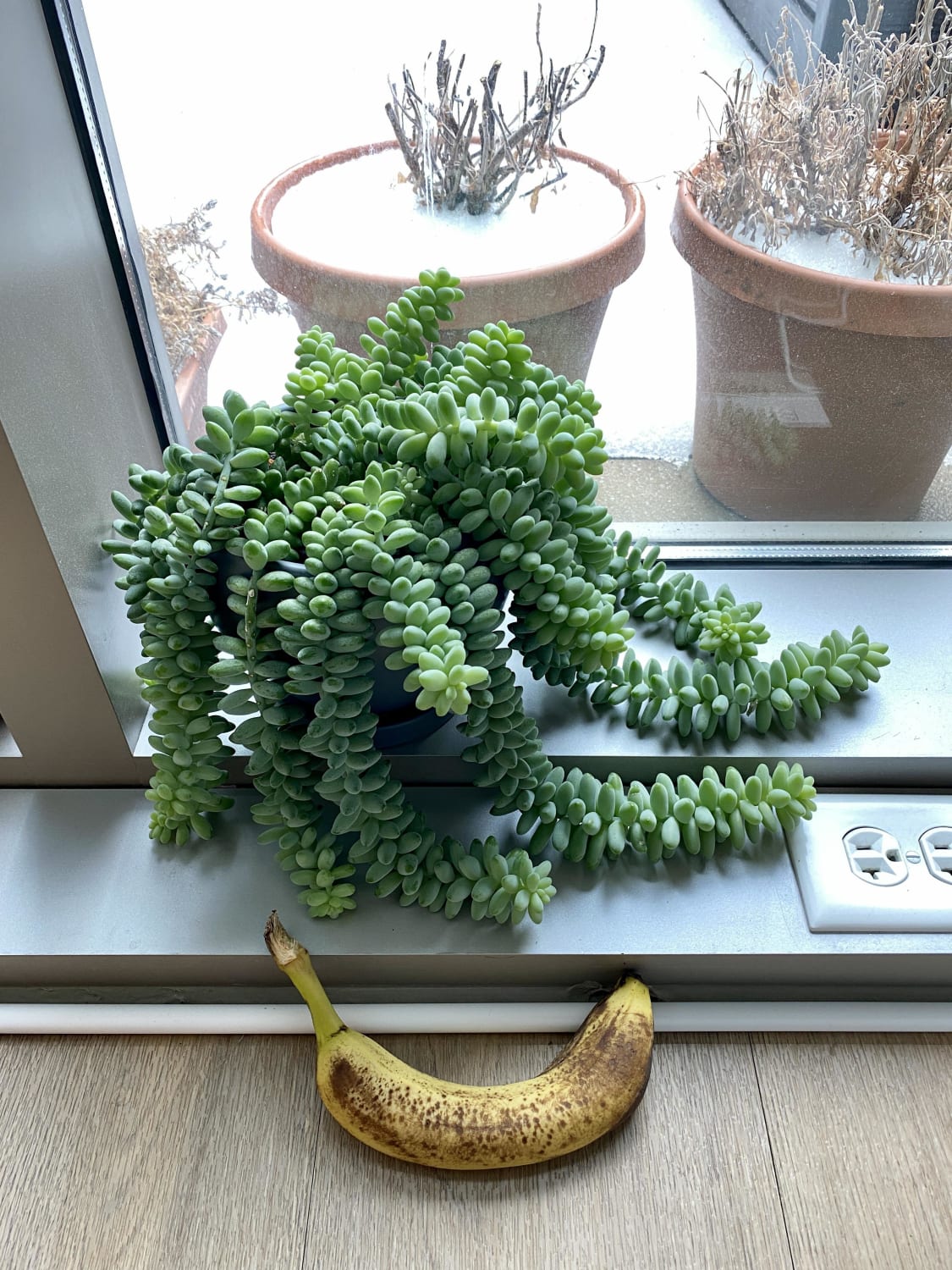 Wanted to share my sedum burrito - brought it home from Home Depot one year ago today when it was just a tiny little thing! Banana for scale.