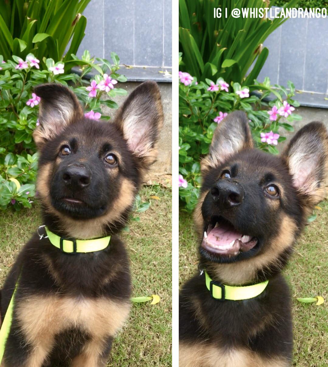 Before and after I told Rango that he’s a good boy. 🥰