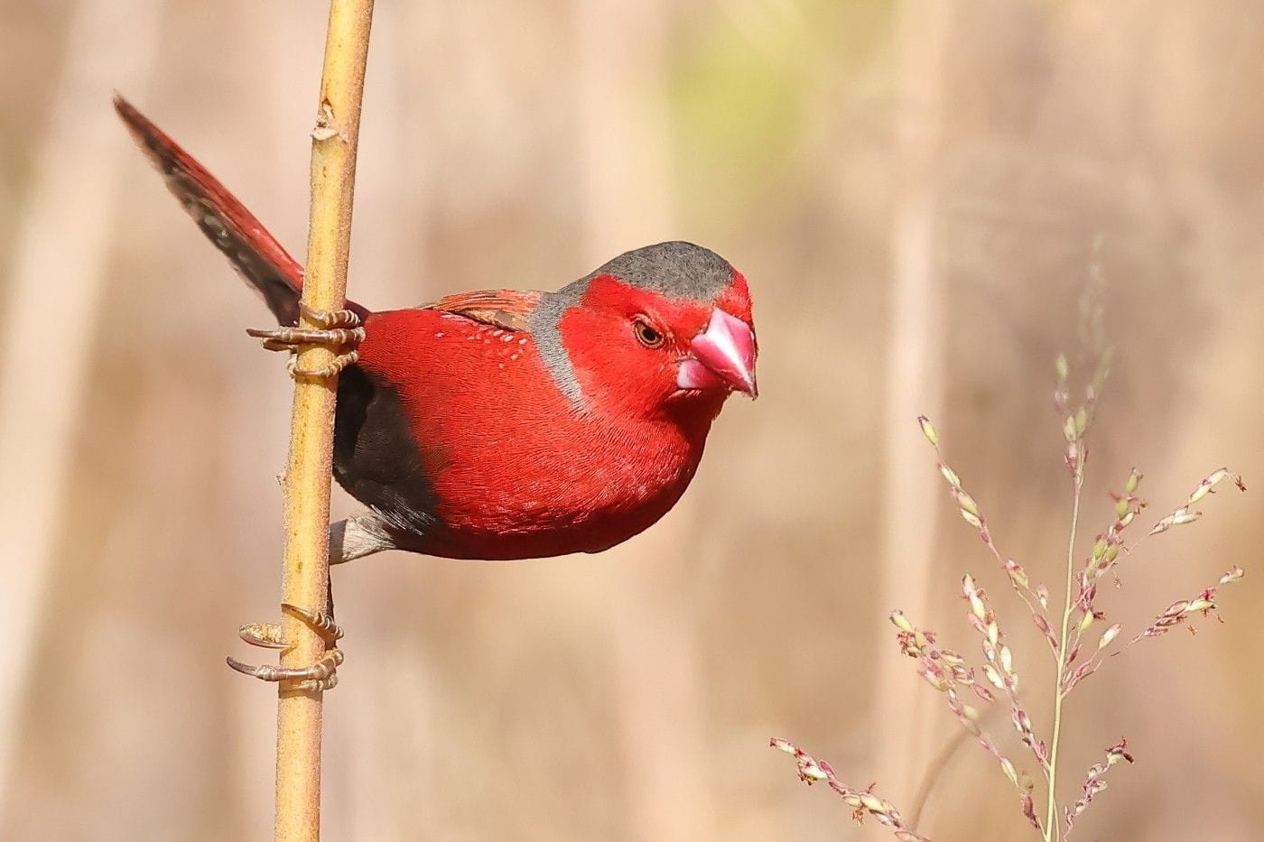 [2790/11080] Crimson finch - Neochmia phaeton Order: Passeriformes ...