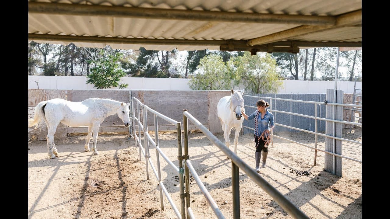 Ensemble de harnais de conduite de cheval en nylon pour le chariot