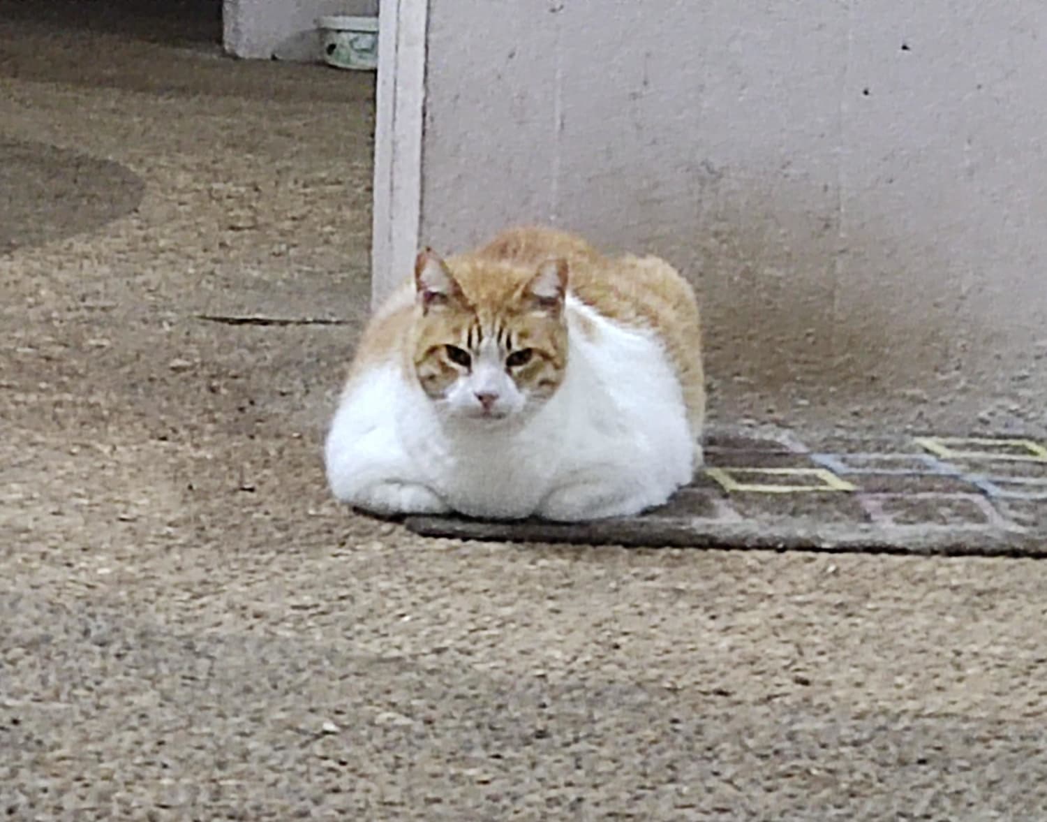 This absolute unit of a cat lives under an apartment building where a couple that feeds stray cats lives. There are about 30 cats in that area, so I won't be surprised if this guy eats all the leftovers. He's not too friendly but let me get close to him because he thought I had food.