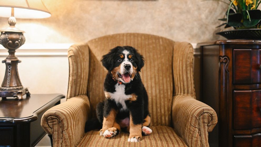 Funeral home enlists puppy to join 'grief support team' and comfort families