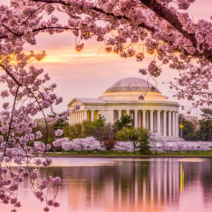 Where to See Cherry Blossoms in the USA: 11 Destinations for Blossoms