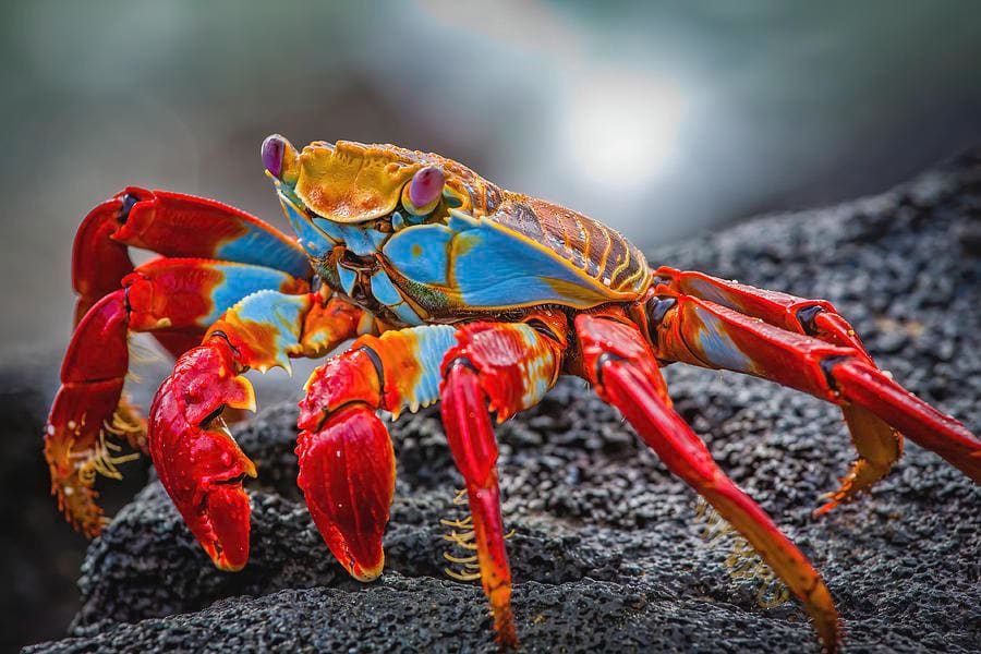 This beautiful Sally Lightfoot Crab that actually looks like it’s on fire