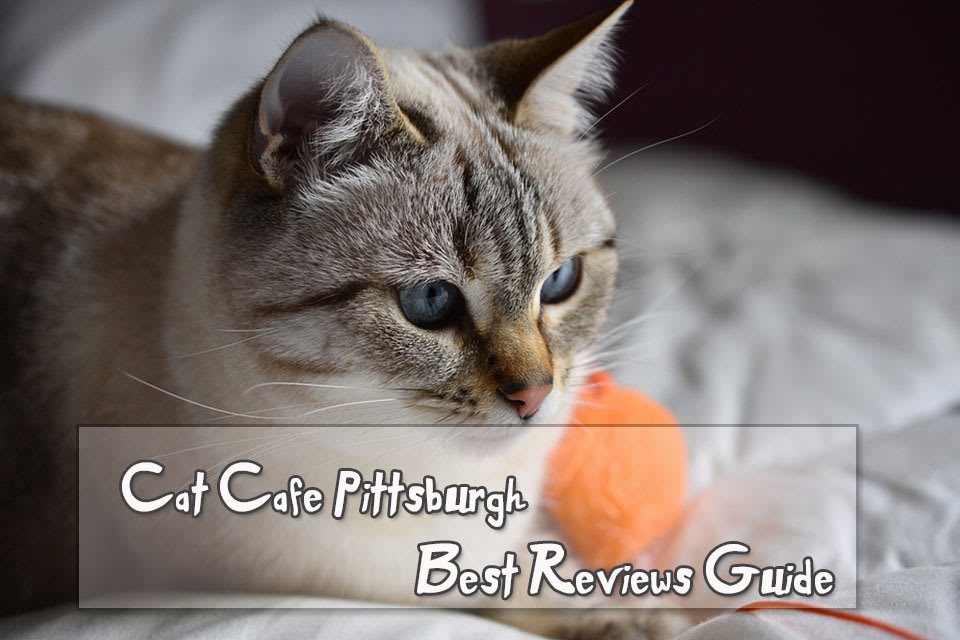 Cat Cafe Pittsburgh - Best Reviews Guide