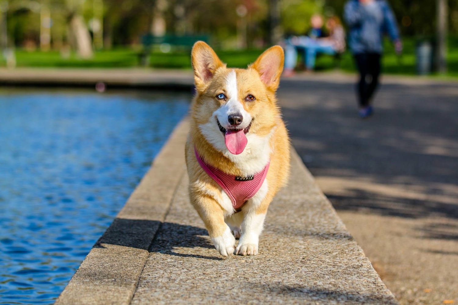 4 Fascinating Reasons Our Pets Keep us Happy & Healthy