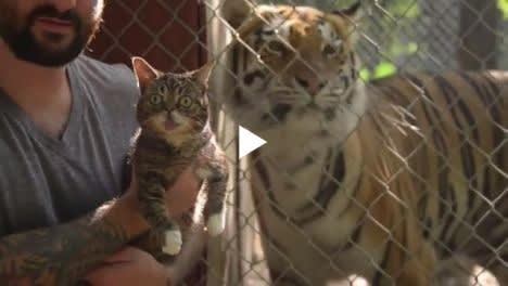 When A Small Cat Meets Big Cats - Funny Pet Videos - Funny Pets Pictures