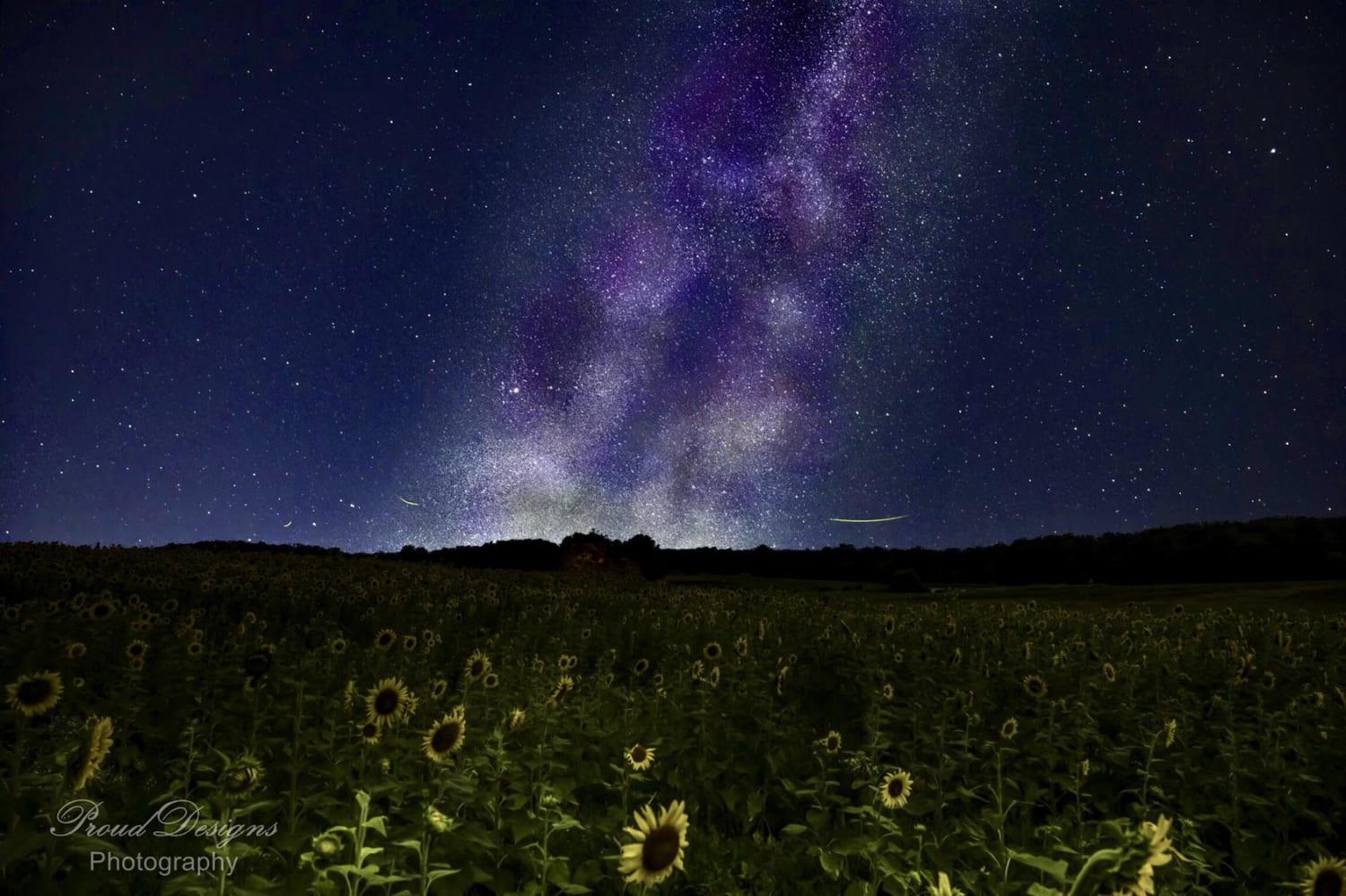 The Milky Way over a sunflower field with fire flies darting throughout the sky.