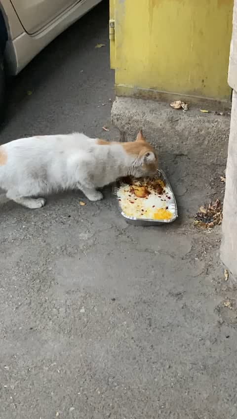 In Iran, they are a lot of stray cats and people put out their leftovers for them