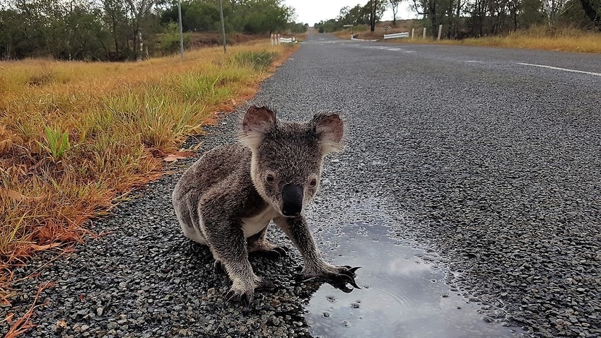'An unfolding tragedy': Australia's vulnerable koala population battles extinction