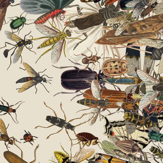 The Insect Apocalypse Is Here