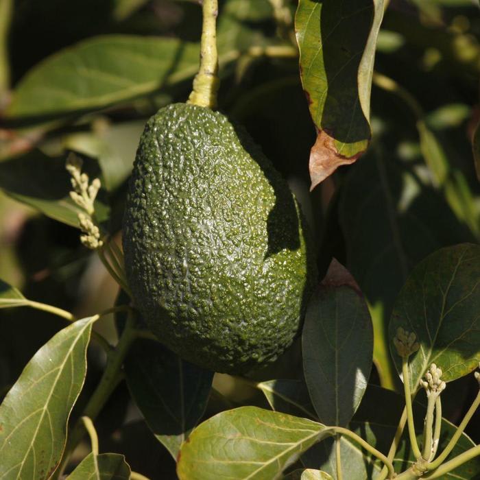 Avocado shortage? Avocados from Mexico ensures avocados will score a Big Game win