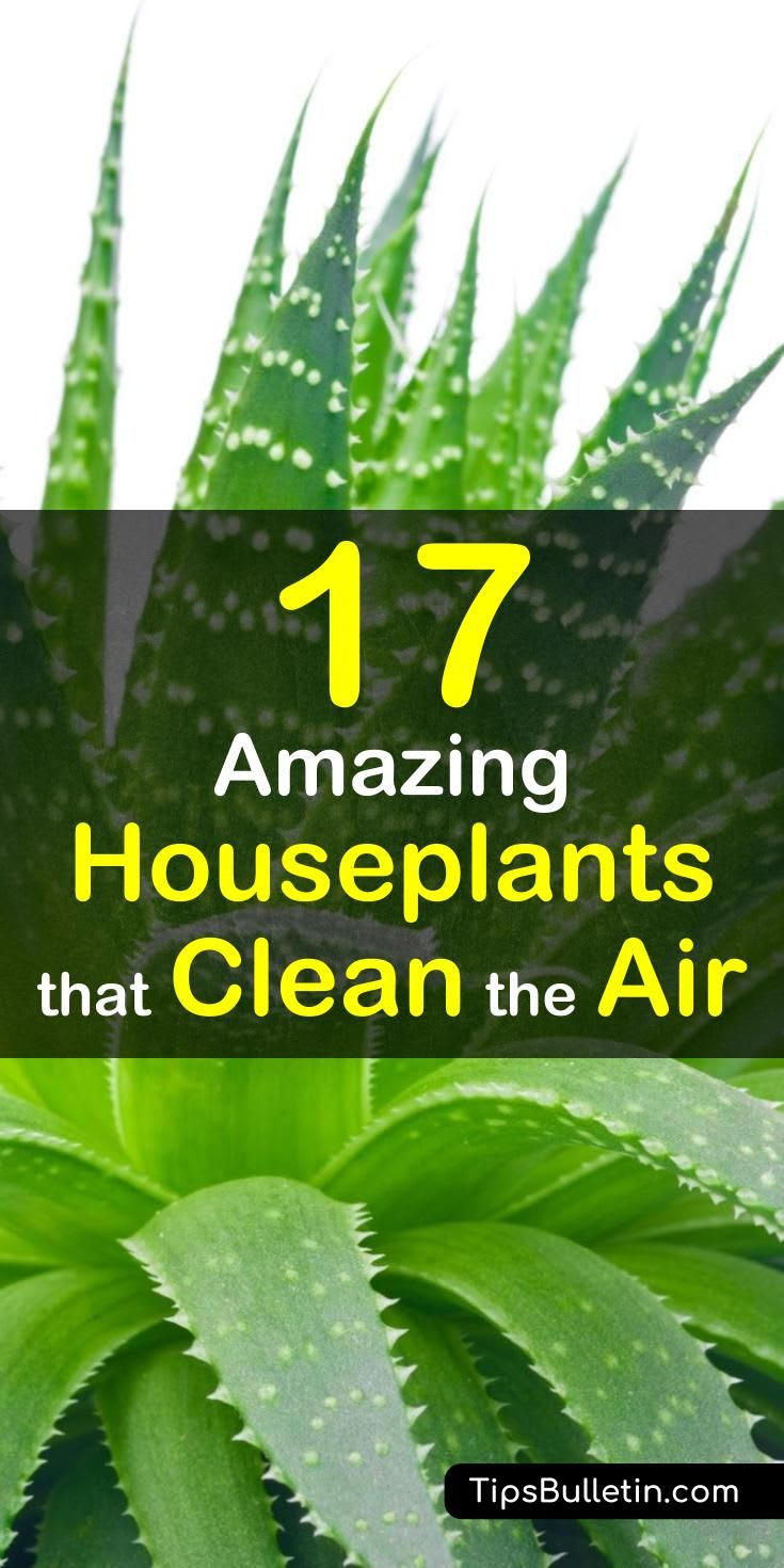 17 Amazing Houseplants that Clean the Air
