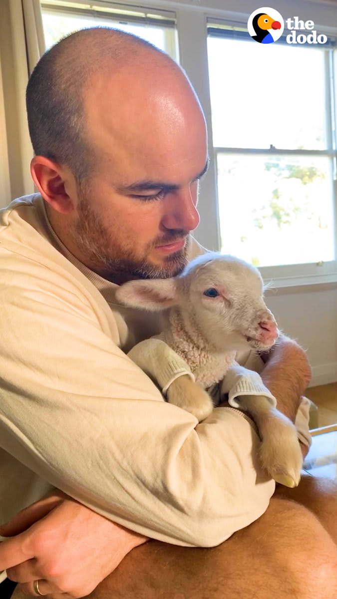 Family finds a newborn lamb stuck in a fence by the highway — watch him get strong enough to jump up on the sofa and head butt the little girl
