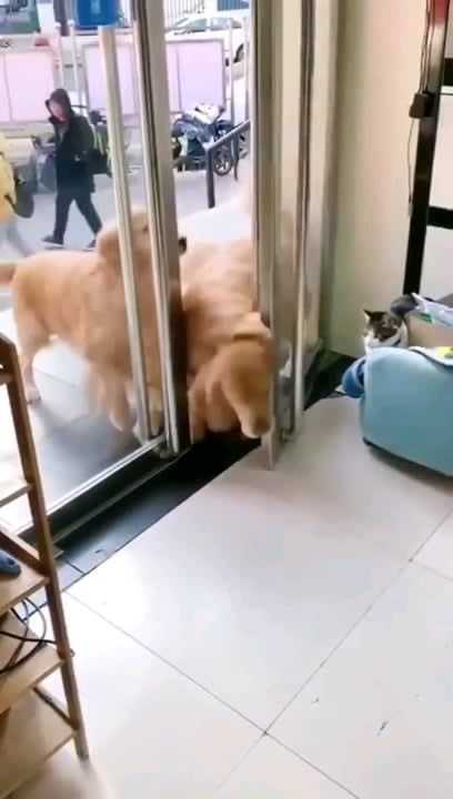 Dog opens doors for the others