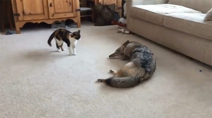 Hitcat doesn't back down