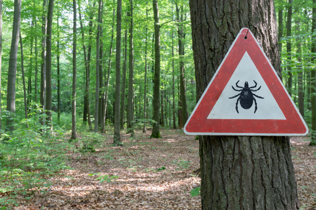 Lyme disease bacteria eradicated by new drug in early tests - Scope