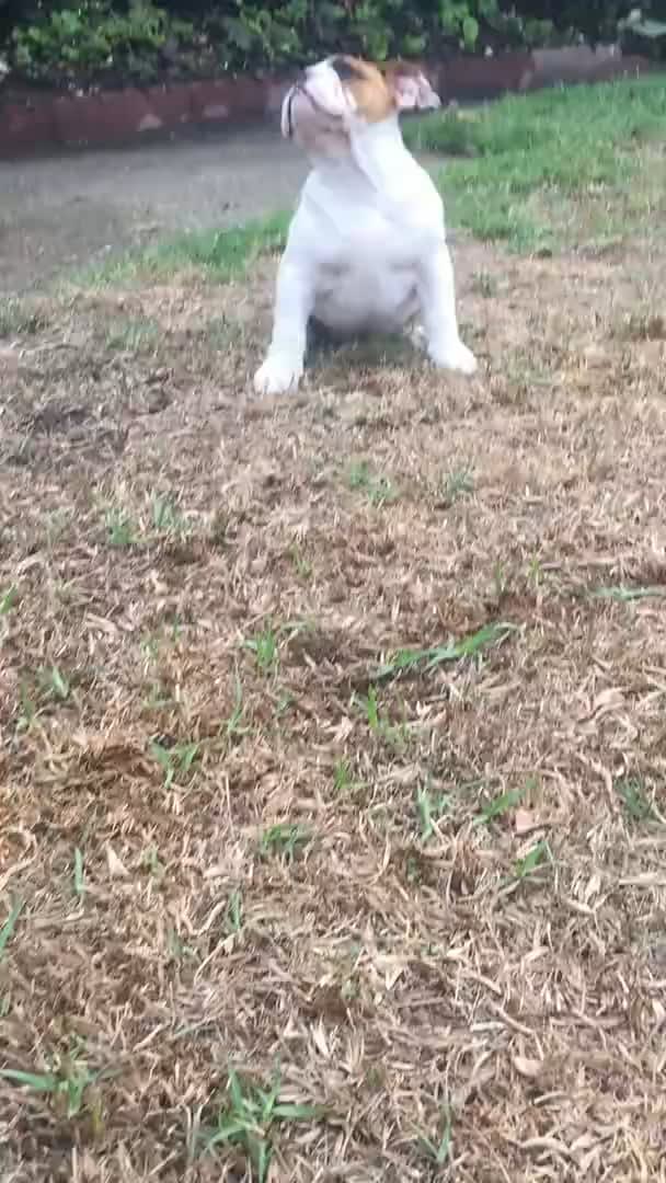 Puppy experiencing rain for the very first time