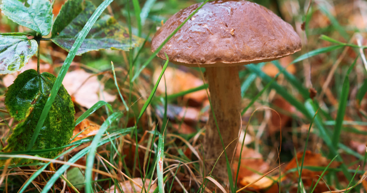 Washington, D.C., Might Decriminalize Magic Mushrooms