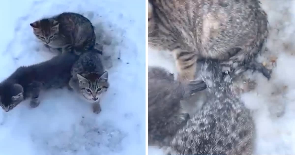 Man Comes Across Kittens Frozen To The Ground, Grabs Coffee From The Truck »