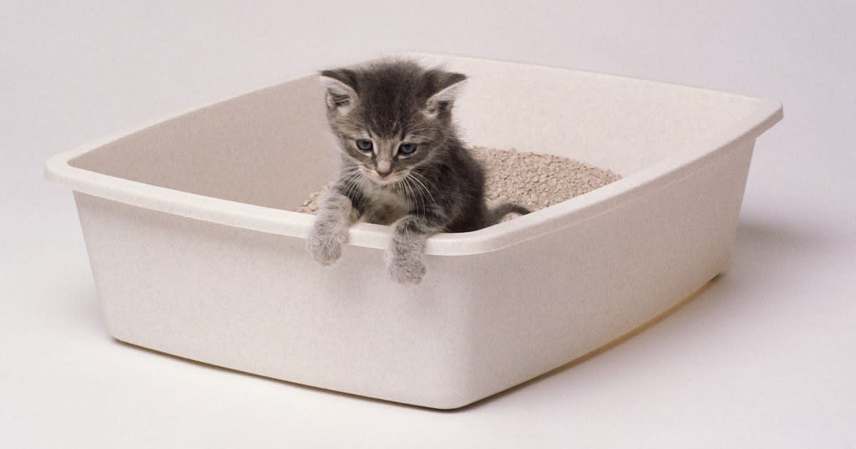 The best cat litters, according to a veterinarian