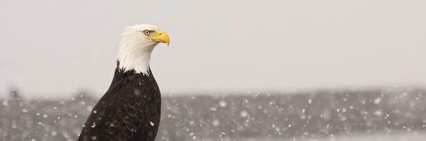 Liberty eagle (@briggtful) / Twitter