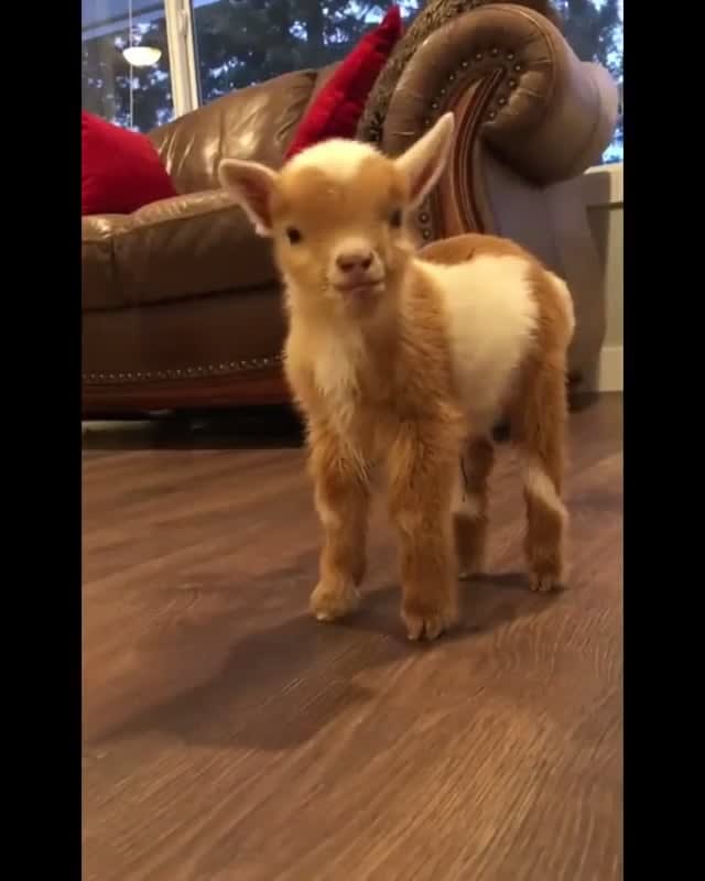 Baby goat hoppies