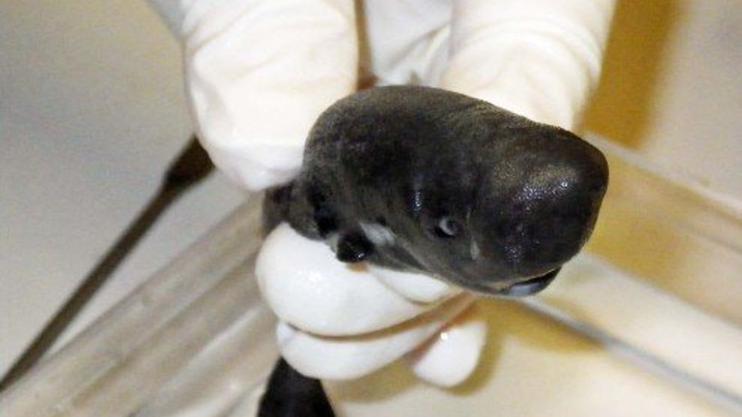 Rare New Species Of Pocket Shark Confirmed In The Gulf Of Mexico