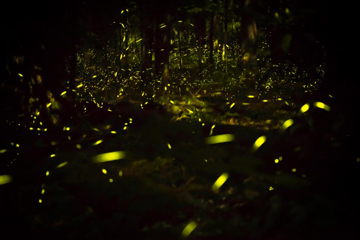 Watch Fireflies Flicker From the Comfort of Home