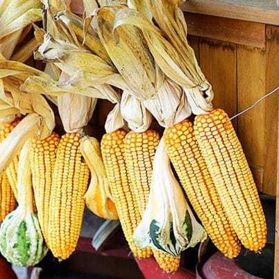 How To Make A Fall Corn Garland