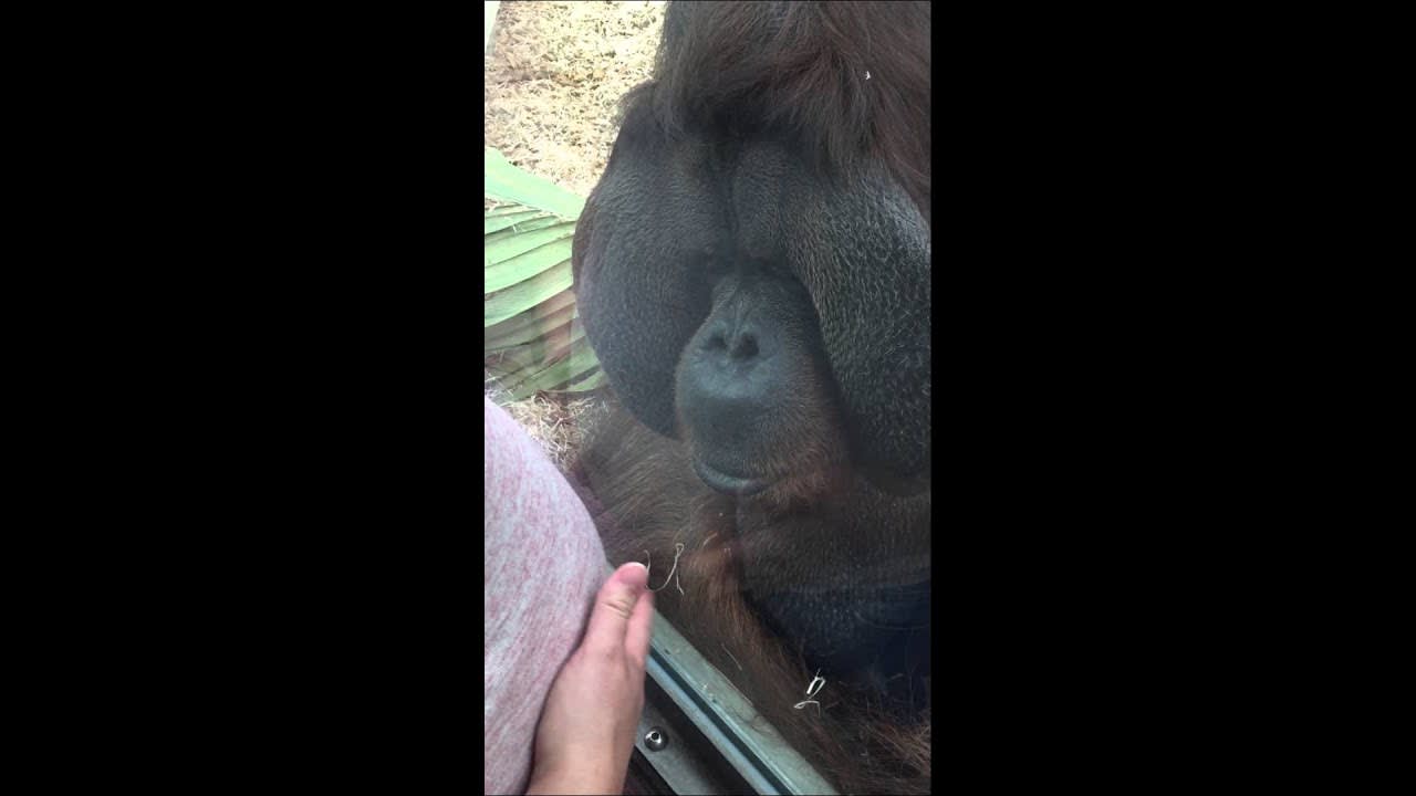 Orangutan kisses pregnant belly