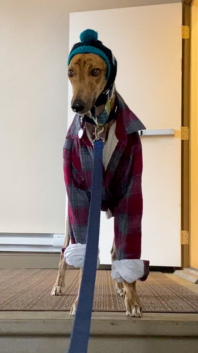 Nervous retired greyhound who didn't know how to use stairs or play slowly learns how to be a dog again