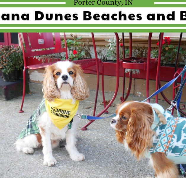 Dog-Friendly Indiana Dunes Beaches and Beyond.