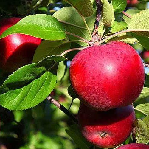 Growing Apples in Home Garden