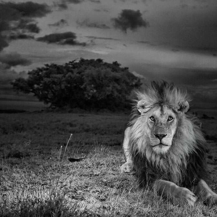Remembering an African Lion That Defied Death