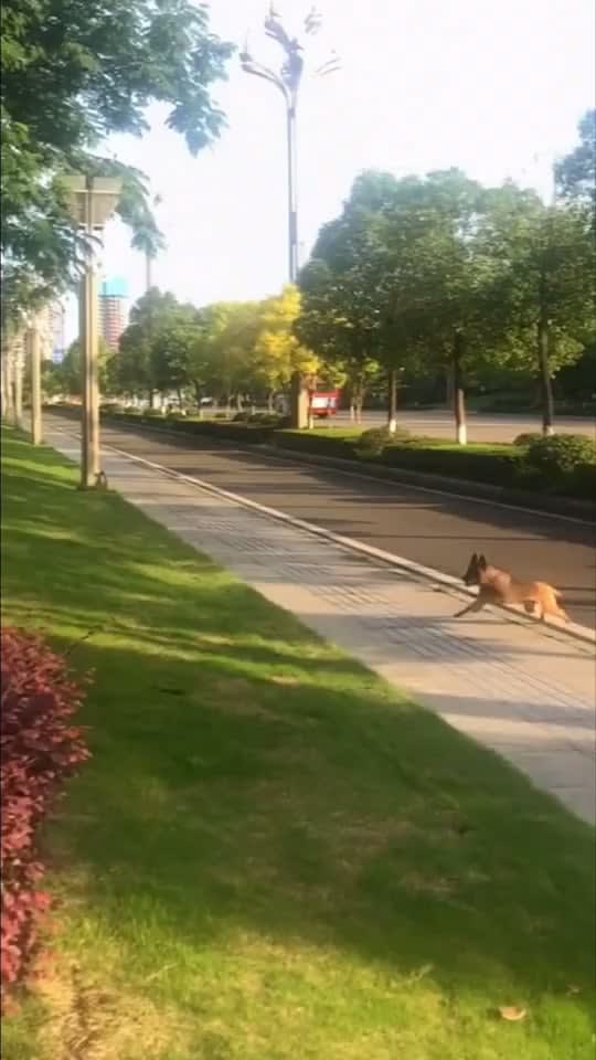 Belgian Malinois majestically leaping over a very long set of hedges