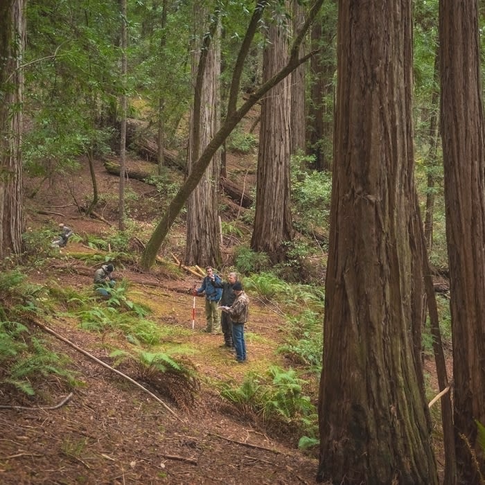 A once-secret redwoods reserve will soon be open to the public