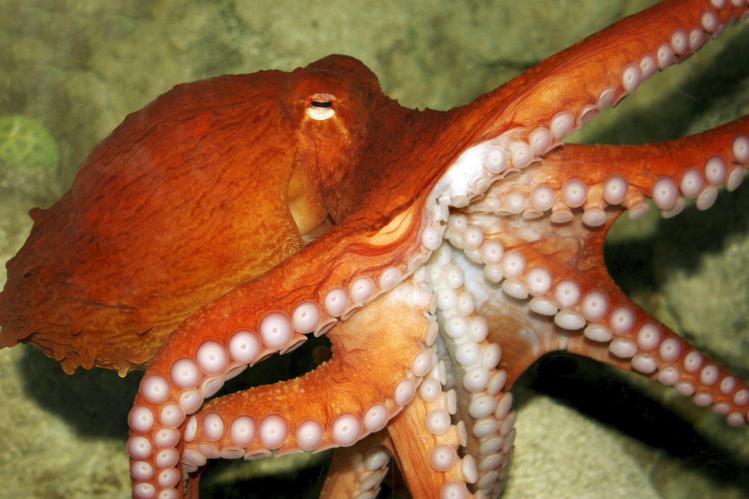 Octopus Facts: Habitat, Behavior, Diet