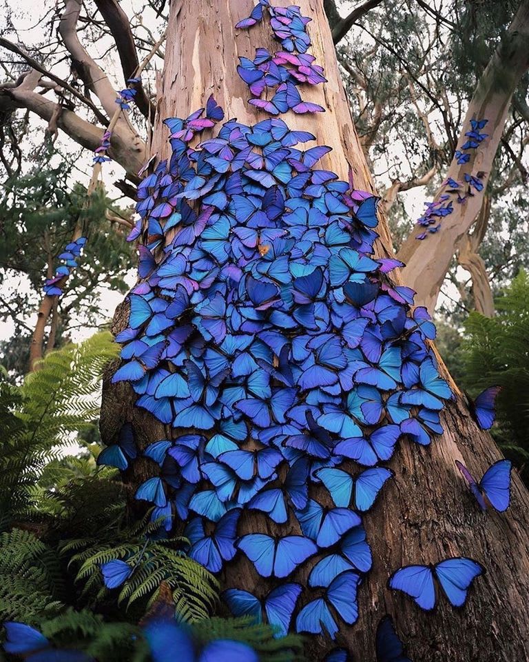 Blue butterflies adorn a tree