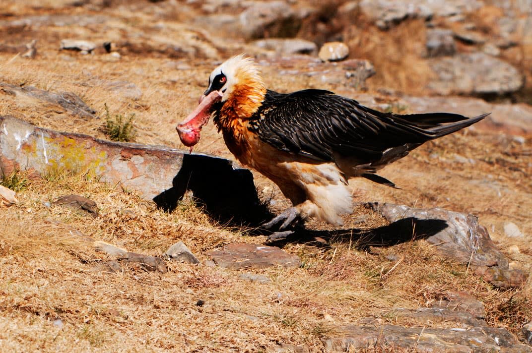 The vast majority of a bearded vultures' diet is made up of bones and bone marrow.